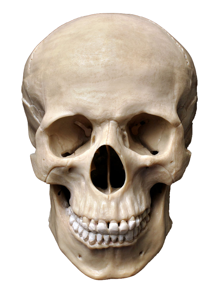 Sapiens Skeleton Skull Photography Homo Human Bone Clipart