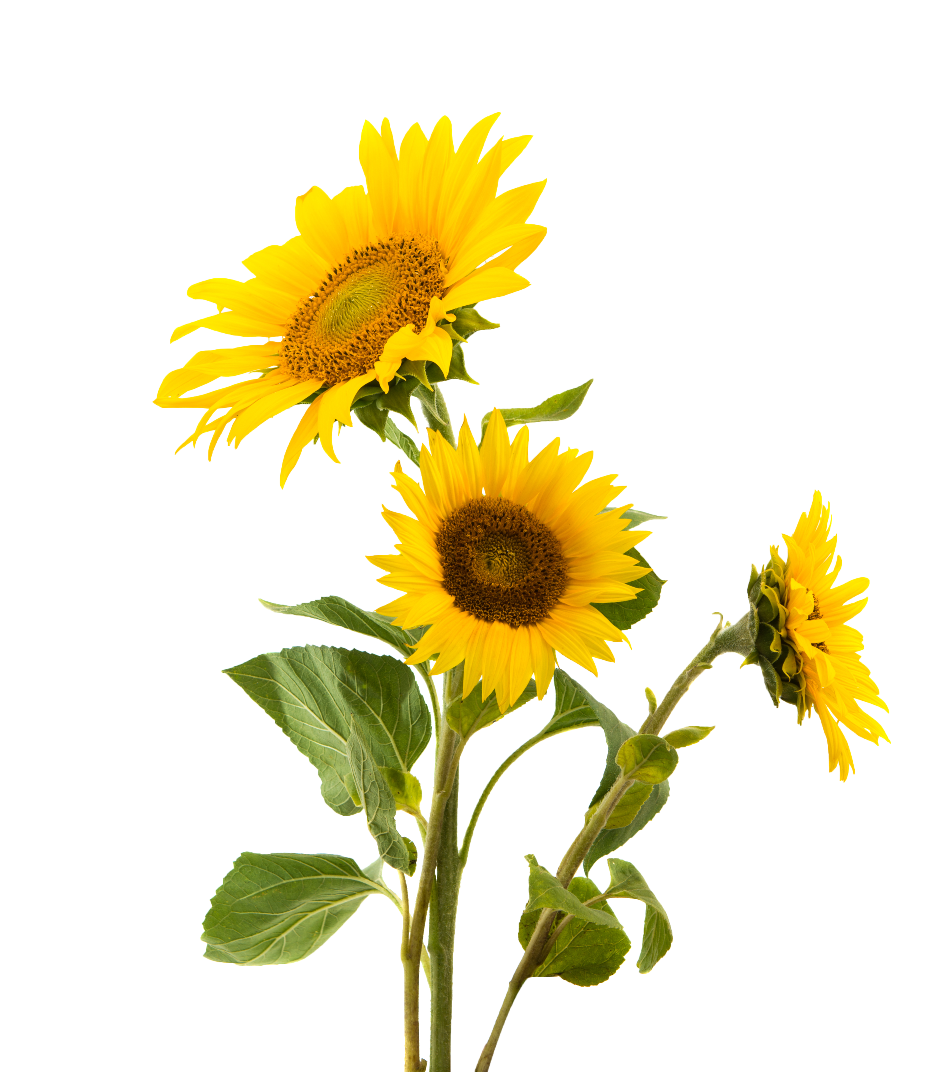 Snack Gluten Sunflower Nut Seed Sunflowers Common Clipart