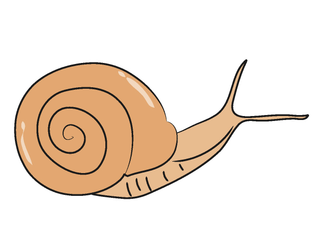 Snail Animal Download Image Png Clipart