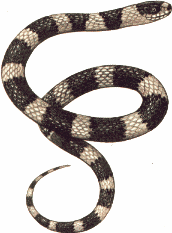 Snake For Download Png Clipart