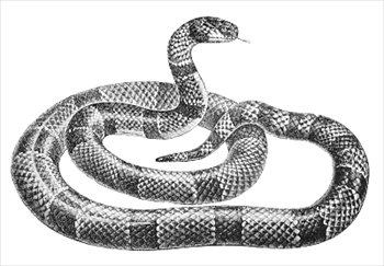 Free Snakes Graphics Images And Photos Clipart