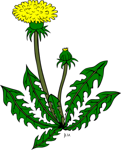Dandelion Flower Clipart