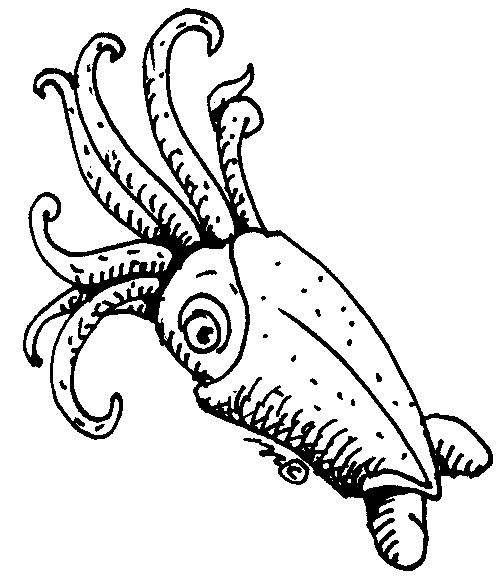 Squid Image Png Clipart