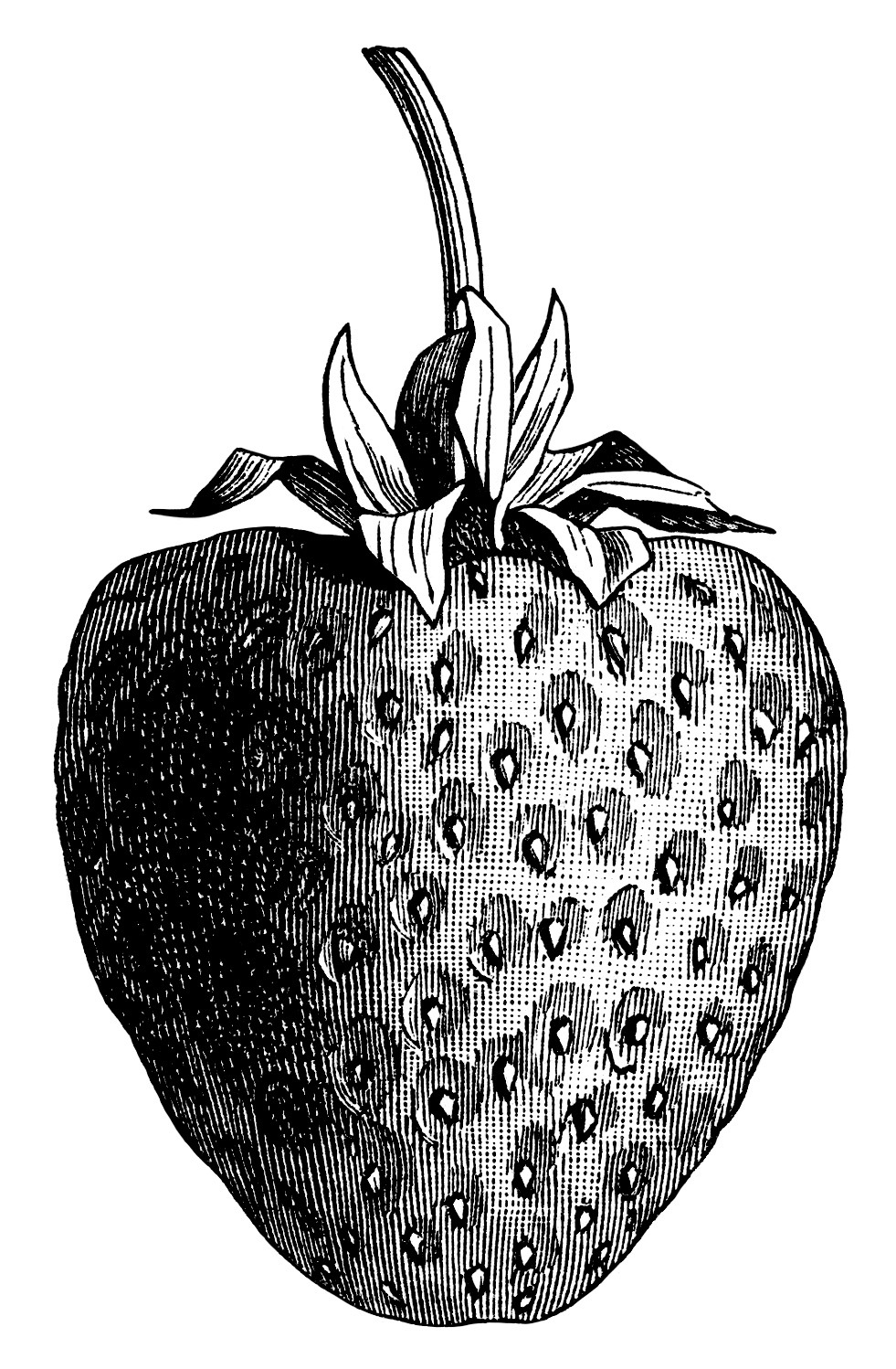 Vintage Strawberry Black And White Graphics Clipart