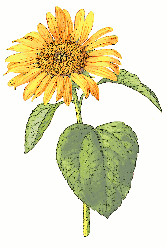Free Sunflower Public Domain Flower Images And Clipart