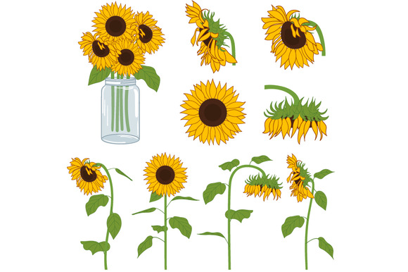 Sunflower 8 Image Hd Image Clipart