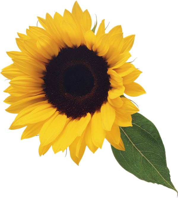Sunflower Microsoft Png Images Clipart