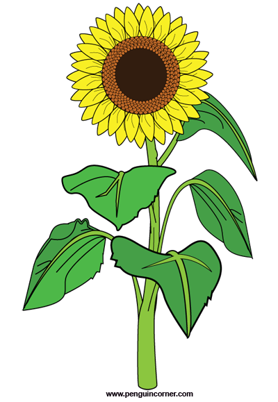 Sunflower Images Free Download Clipart