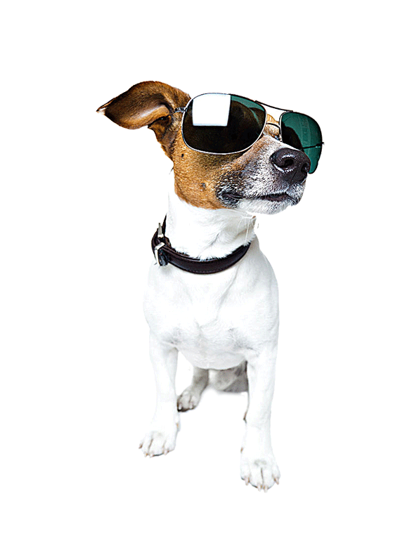 Wearing Shepherd Walking Sunglasses Sitting German Proud Clipart