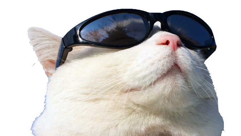 Wearing Cat Github Sunglasses Sunscreen Free Transparent Image HD Clipart