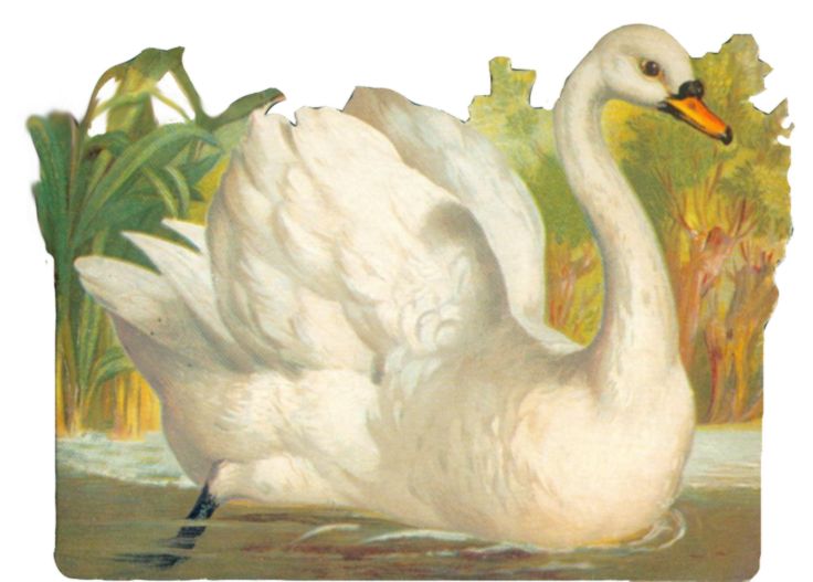 Images About Swan Art On The Wild Clipart