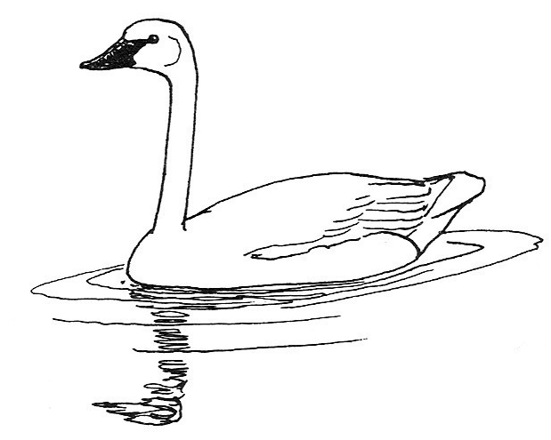 Sketch Swan Hd Image Clipart