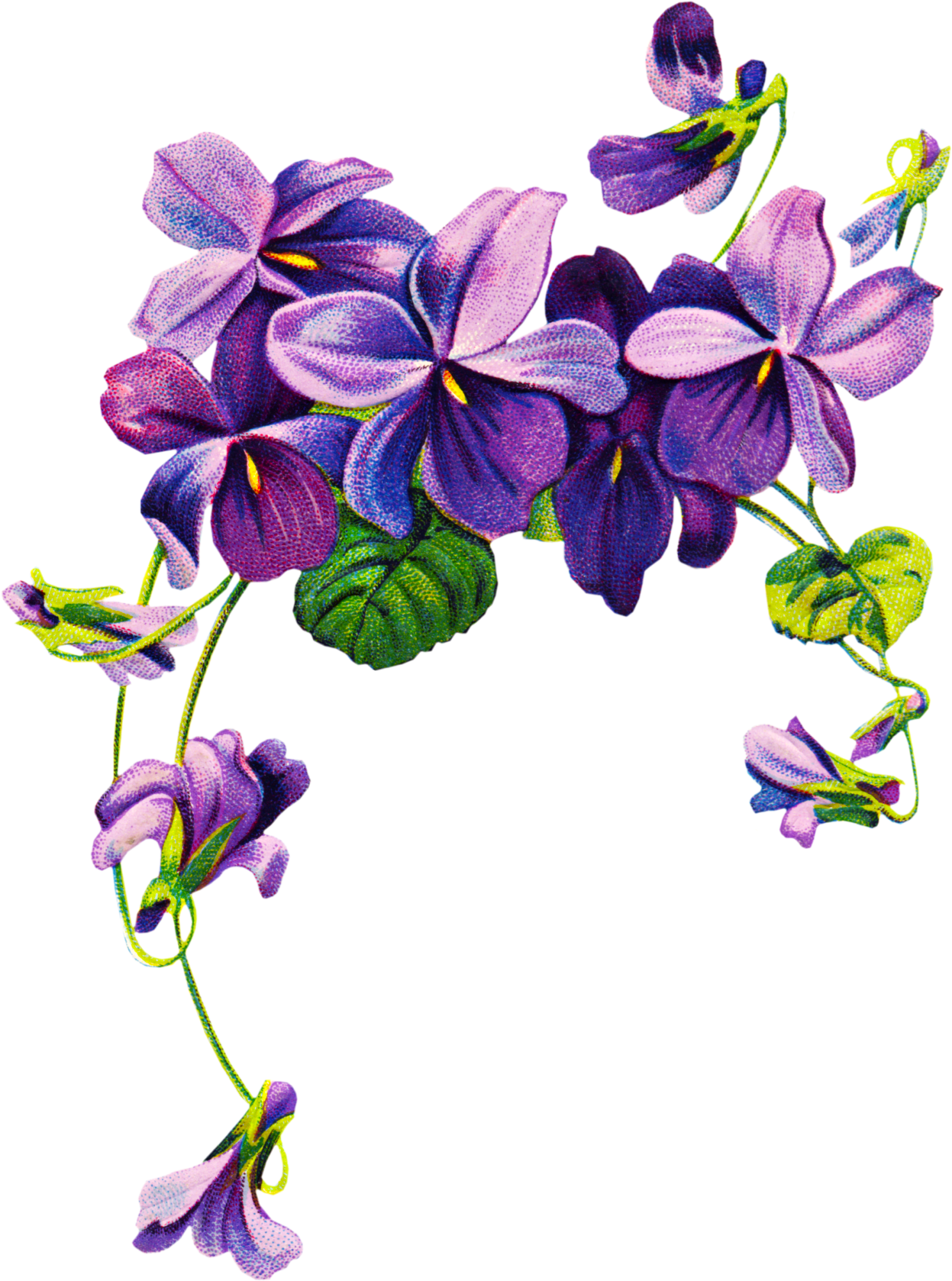 Tattoo Violets Violet Drawing African Free Photo PNG Clipart