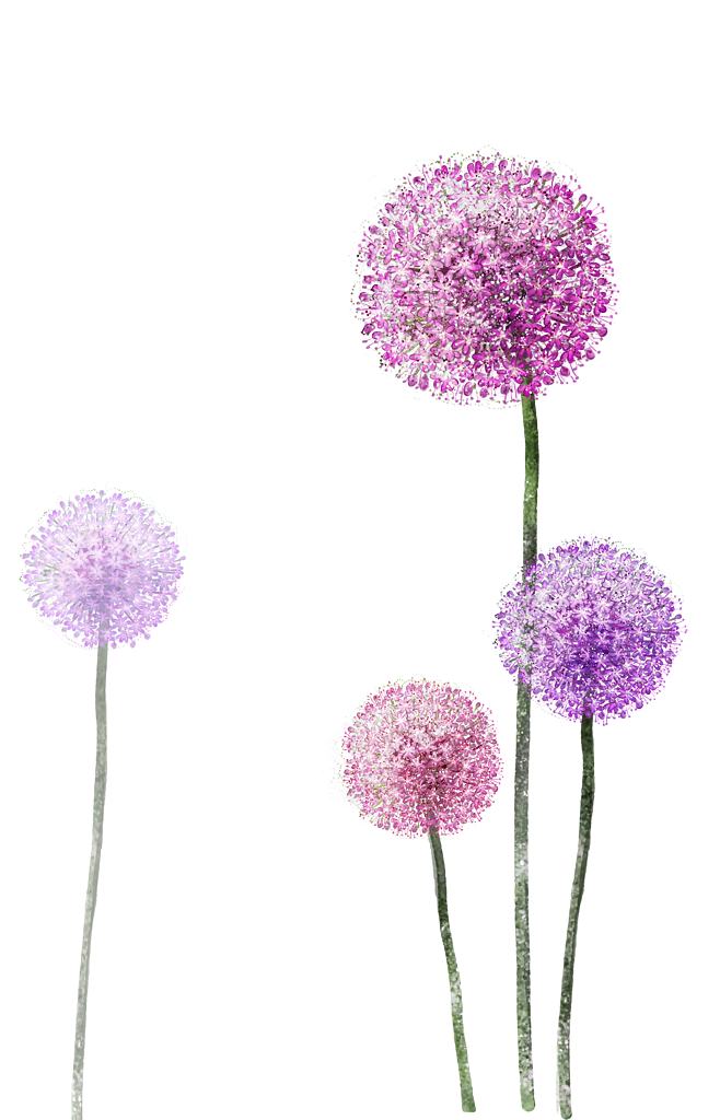 Watercolor Purple Flower Painting Dandelion Free Frame Clipart
