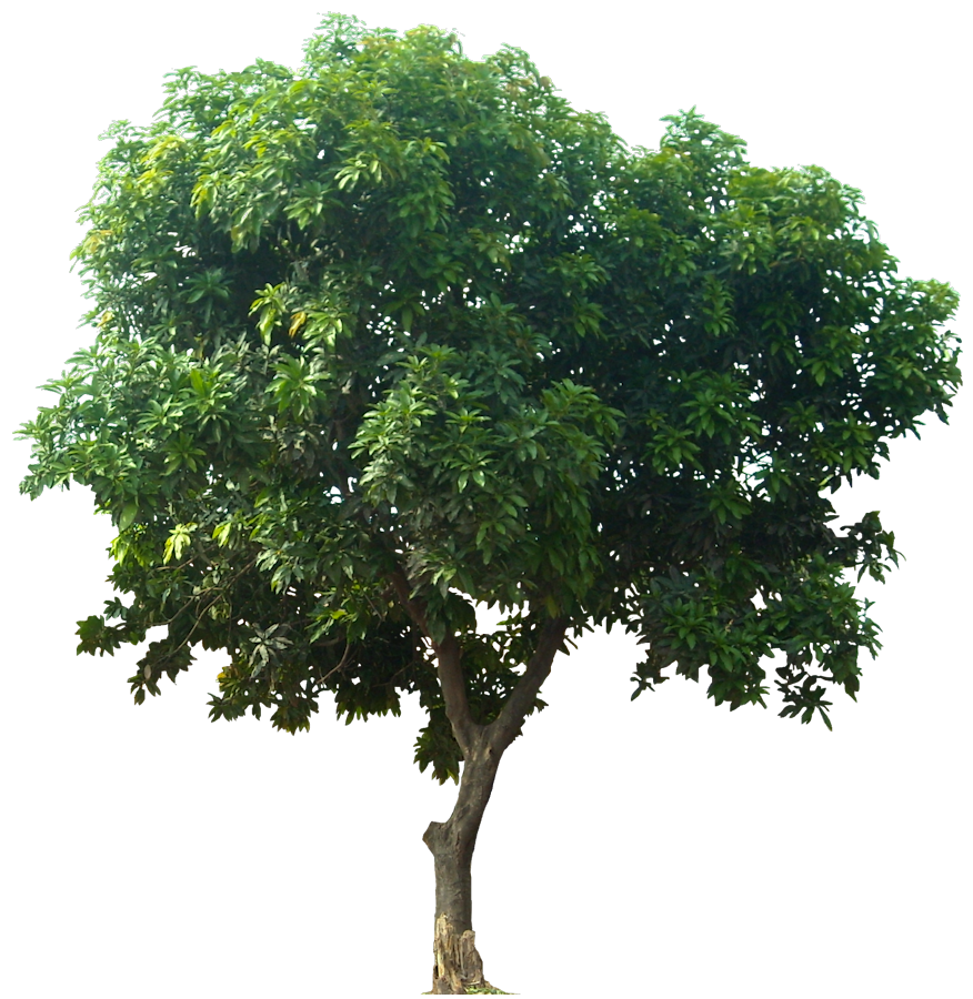 Fruit Tree Mangifera Indica Icon Free Transparent Image HQ Clipart