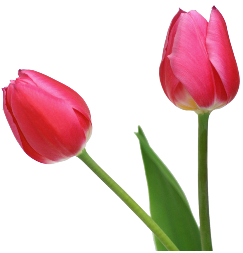 Tulip Hd Photo Clipart