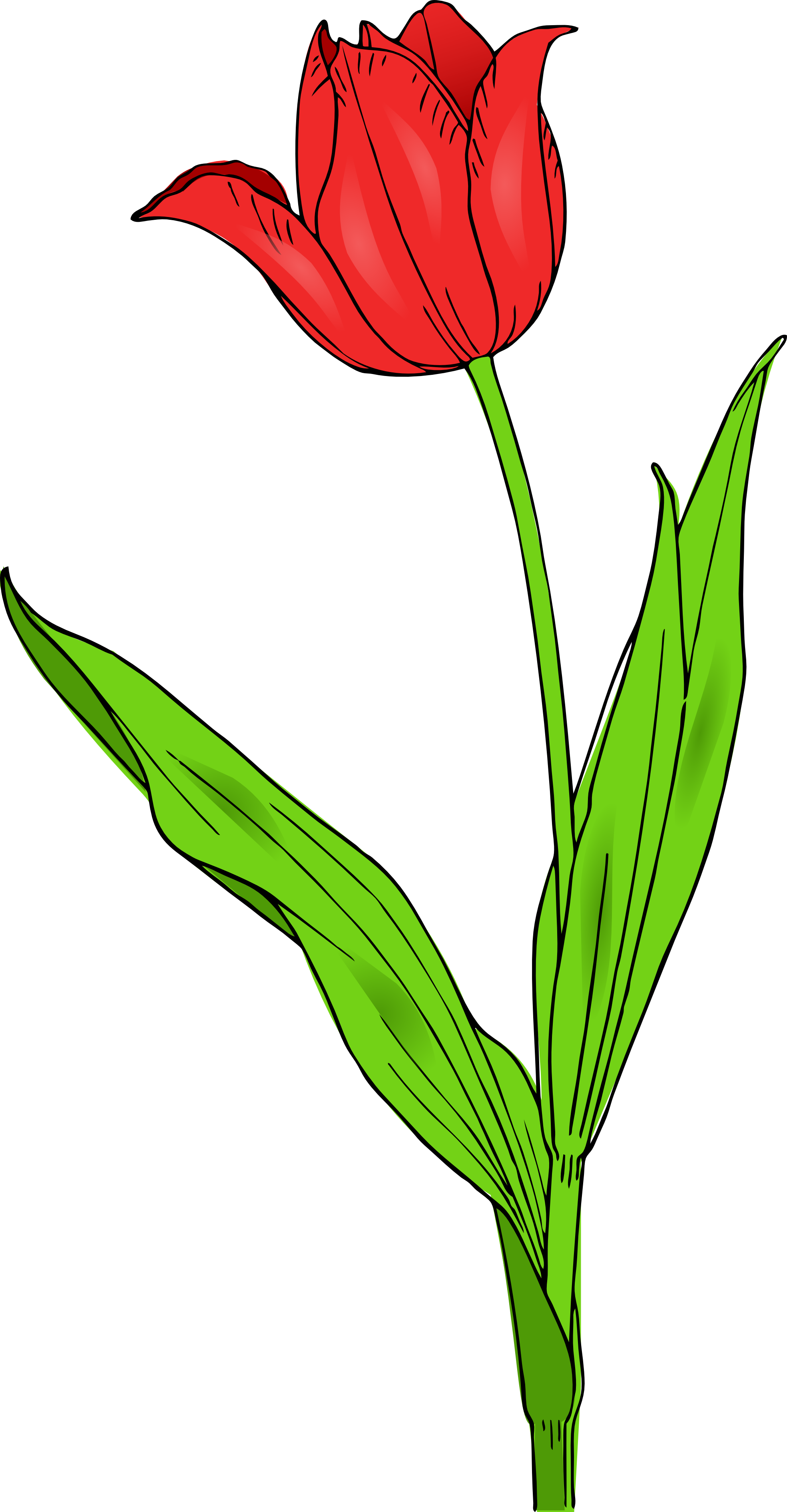 Tulip Download Png Clipart