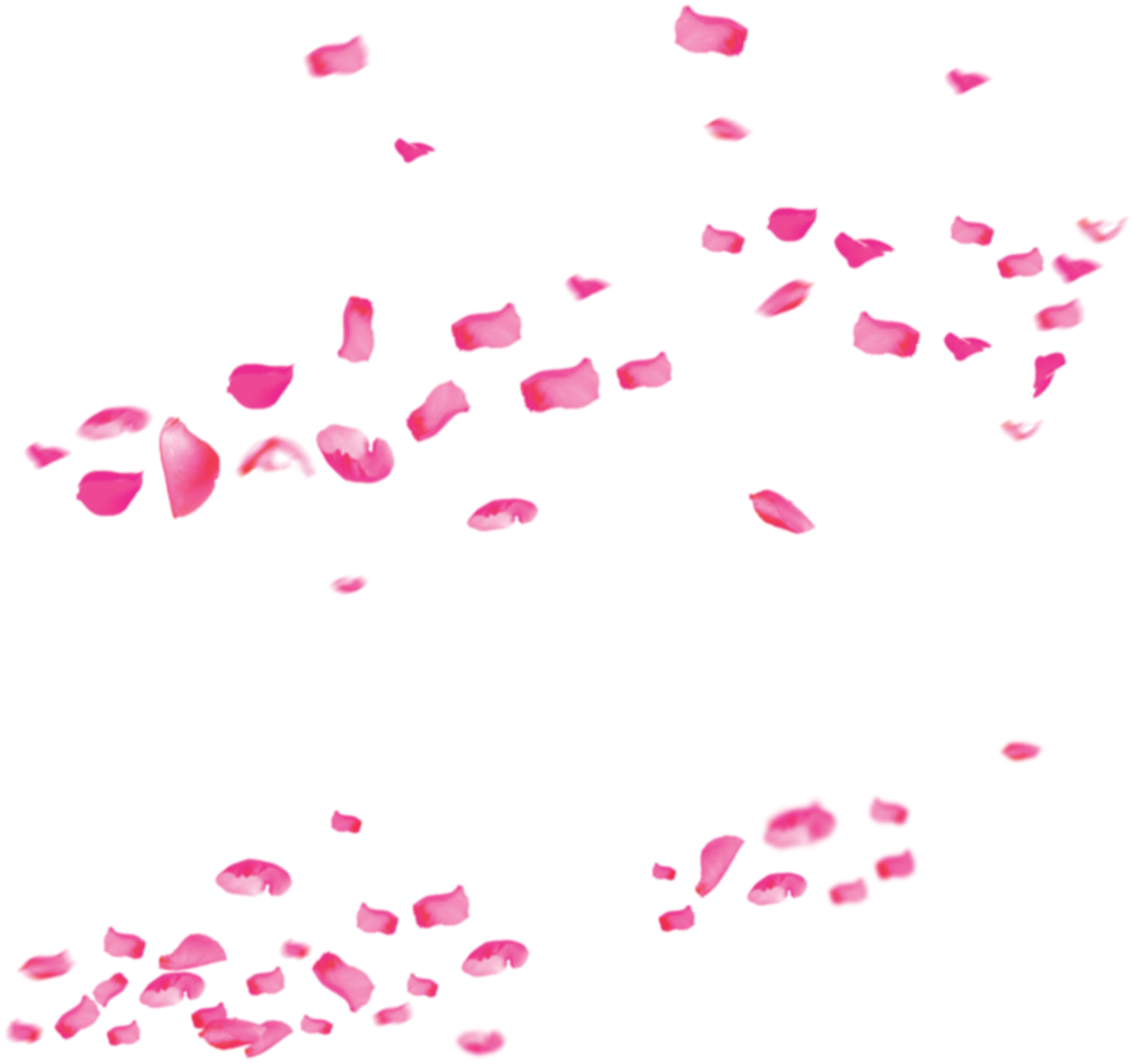Pink Rose Valentines Drift Petals International Womens Clipart