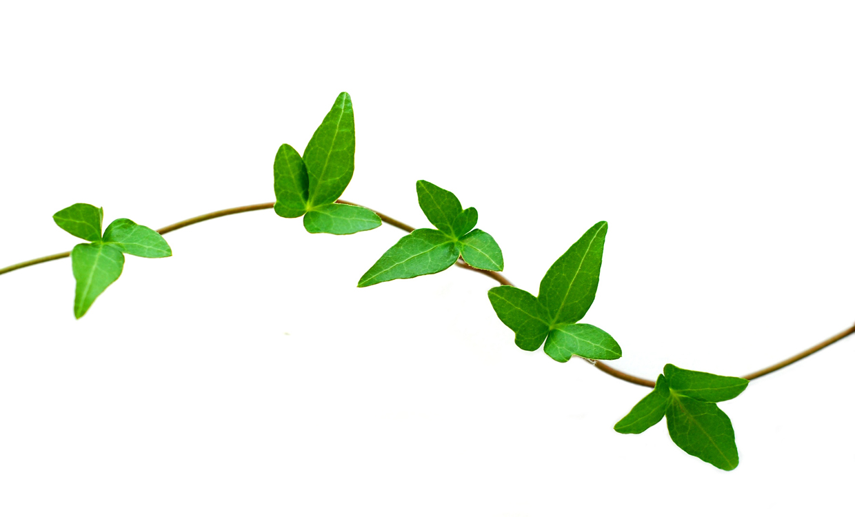 Leaf Vine Kid Clipart Clipart