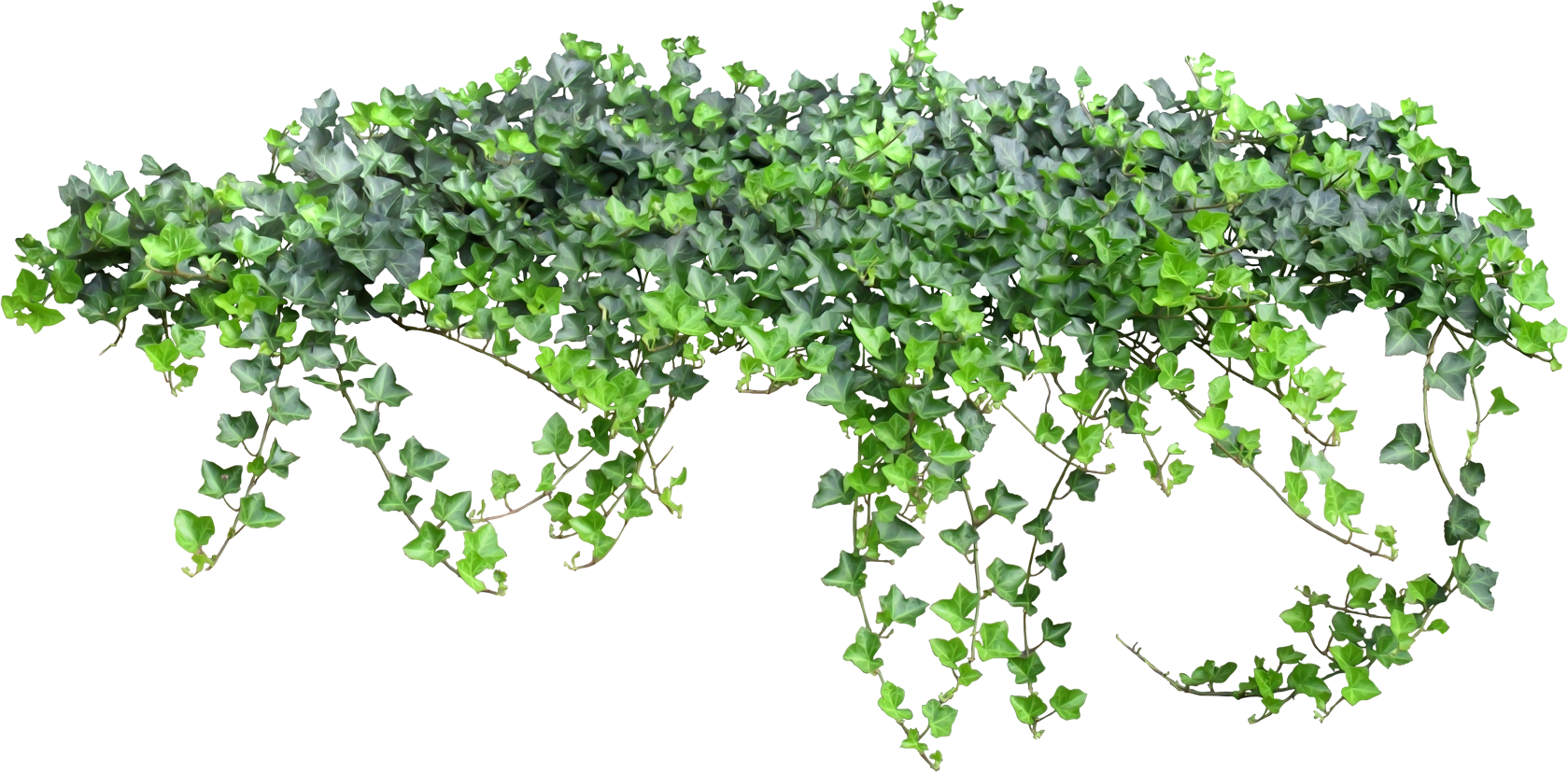 Tale Fairy Vine Ivy Texture PNG Free Photo Clipart