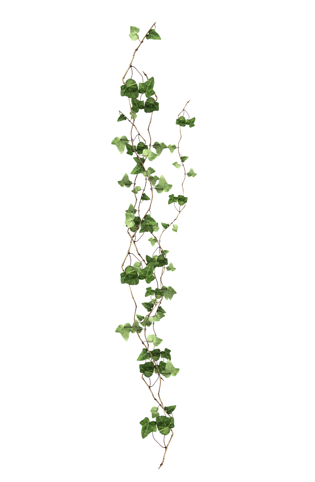 Plant Vine Ivy Free Clipart HD Clipart