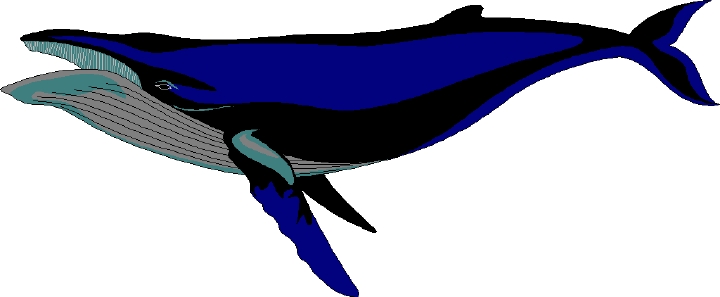Free Whale Free Download Png Clipart