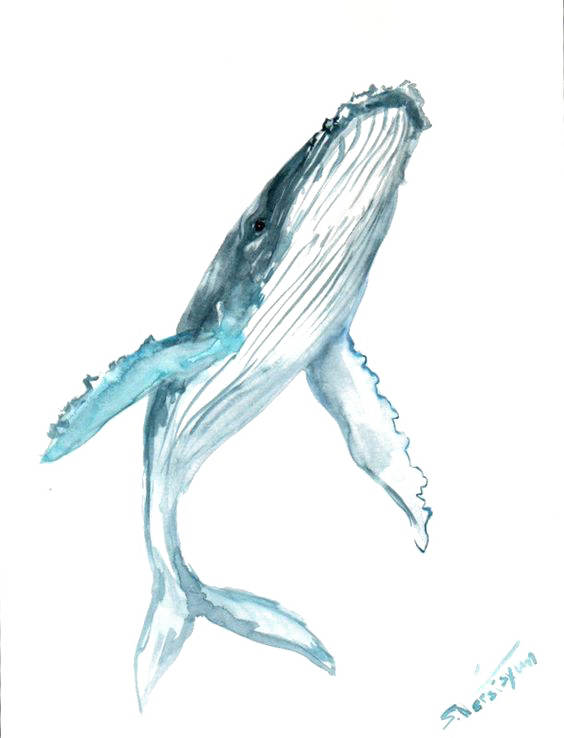 Blue Watercolor Whale Humpback Painting Drawing Clipart