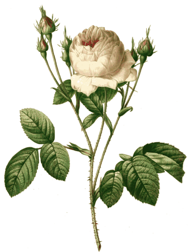 Pink Rose Branch Clipart