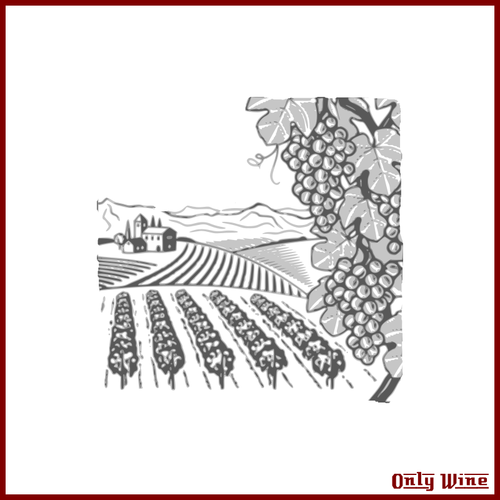 Wine Yard Illustration Clipart