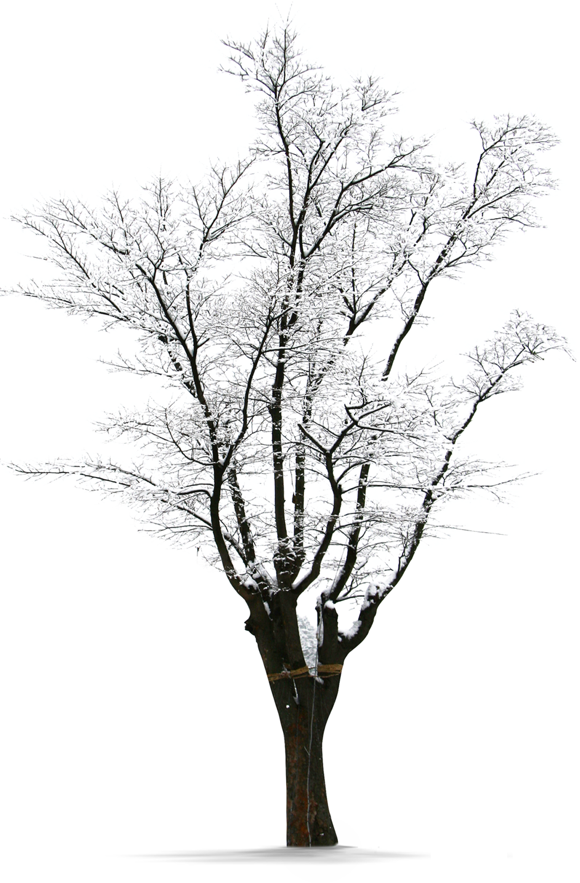 Winter Trees Snow PNG Download Free Clipart