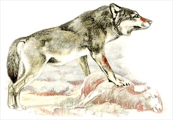 Wolf Wolves Graphics Images And Photos Clipart