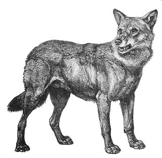 Free Wolf Hd Image Clipart