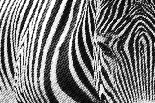 Halftone Zebra Clipart