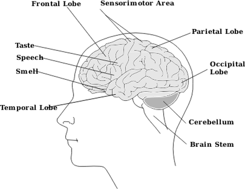 Of Parts Of Human Brain Diagram Clipart