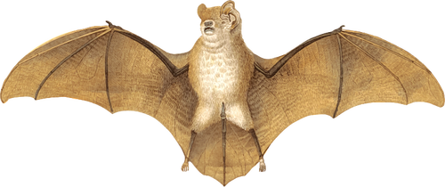 Brown Bat Clipart