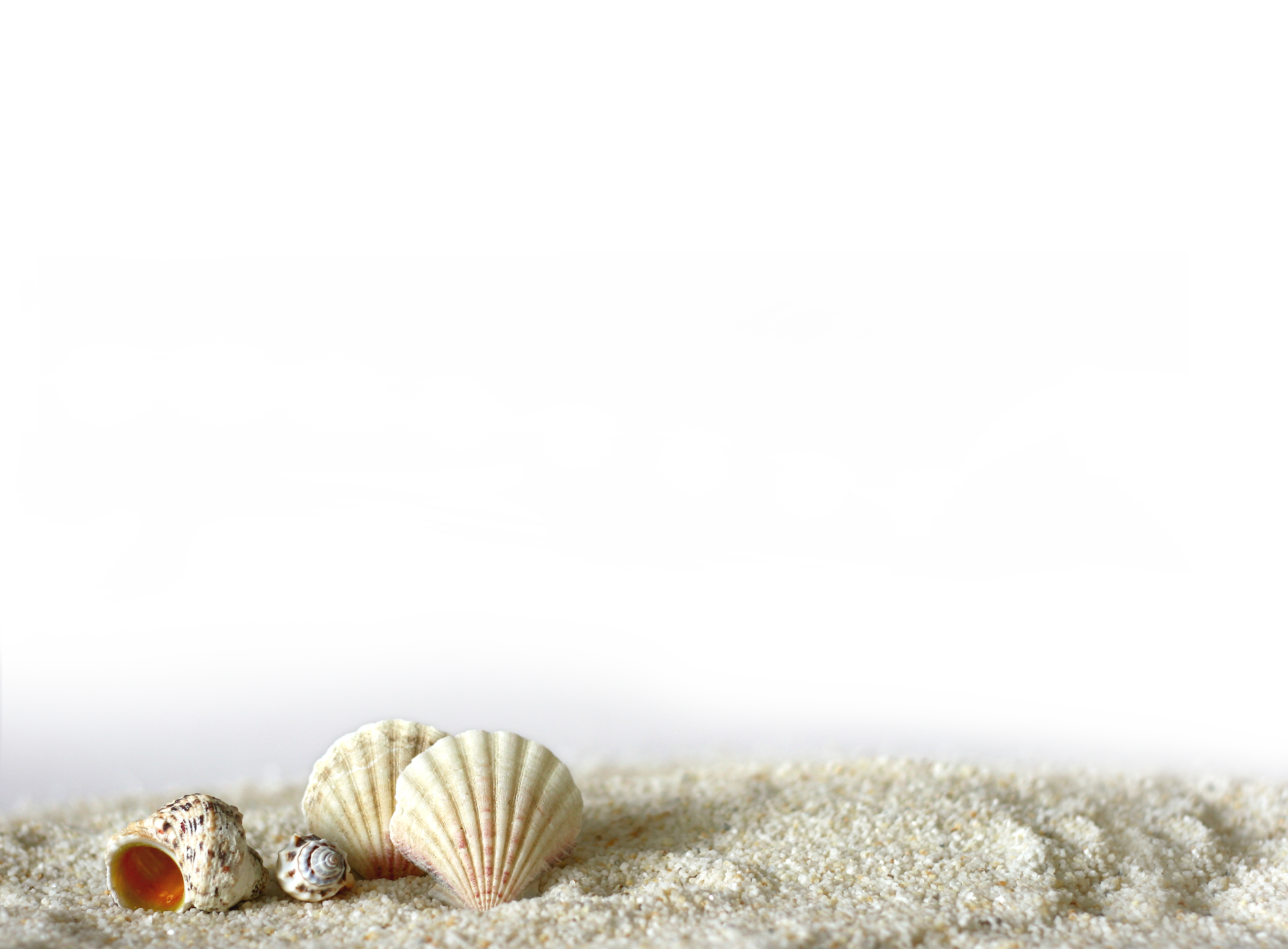 Concha Light La Of Sand Shell Seashell Clipart