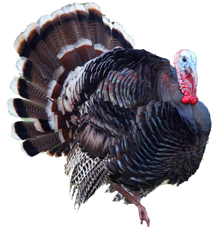States Turkey Ocellated United Free Download Image Clipart