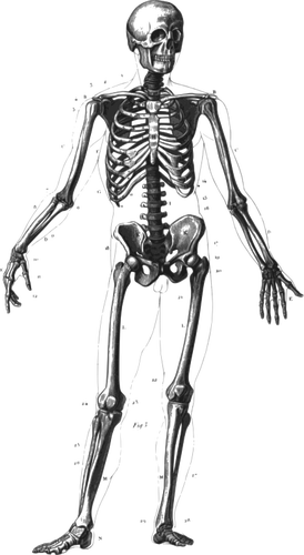 Standing Human Skeleton Clipart
