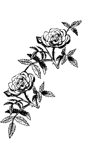 Rose Decoration Clipart