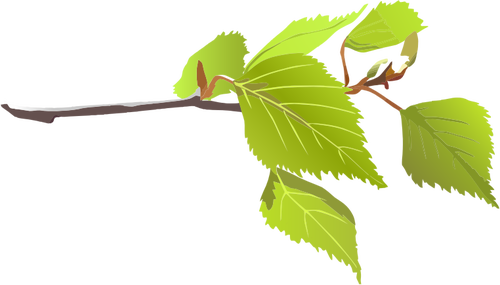 Branch And Green Leaves Clipart
