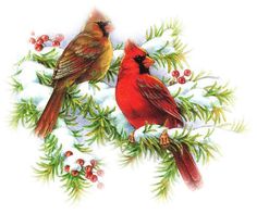 Cardinals And Christmas On Hd Image Clipart