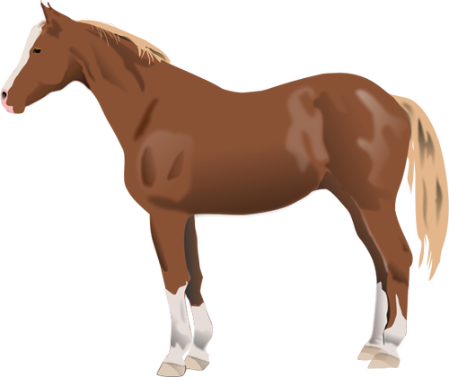 Of Horse Standing Clipart