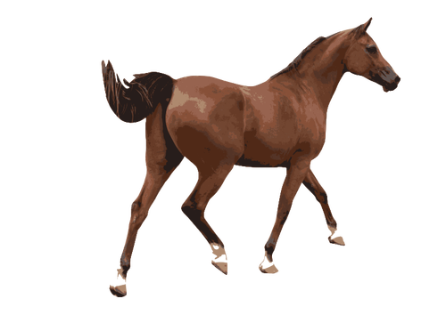 Colored Of A Male Horse Clipart