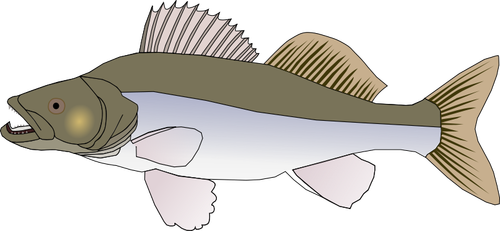 Sander Fish Clipart