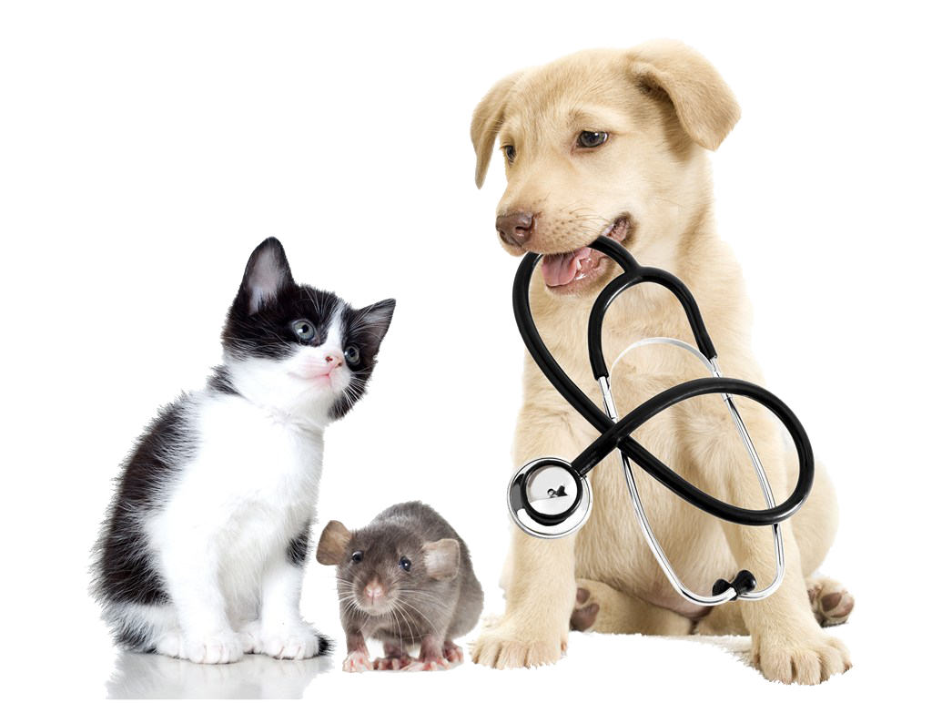 And Pet Veterinary Vxe9Txe9Rinaire Clinique Cats Veterinarian Clipart