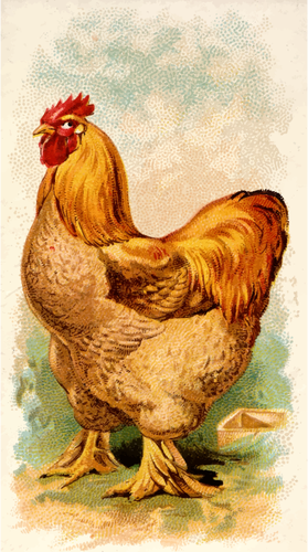 Buff Cochin China Rooster Clipart