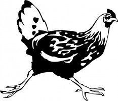 Chicken Farm Animal Vector For Download About Clipart
