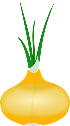 Onion With Its Leaves Clipart