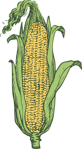 Ear Of Corn In Color Clipart