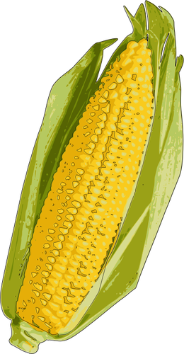 Corn Cob Image Clipart